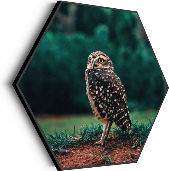 Akoestisch Schilderij Uil In De Natuur Hexagon Basic XL (140 X 121 CM) - Akoestisch paneel - Akoestische Panelen - Akoestische wanddecoratie - Akoestisch wandpaneel
