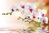 Fotobehang - White Orchid 375x250cm - Vliesbehang