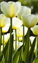 Fotobehang - White Tulips 150x250cm - Vliesbehang