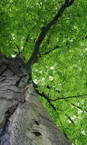 Fotobehang - Treetop 150x250cm - Vliesbehang