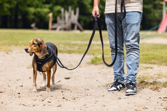Bruine hond met zwarte Beeztees halsband aan een zwarte riem, loopt op zand.