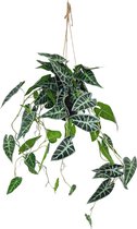 Caladium Kunst Hangplant 95cm | Hangende Kunstplant | Kunstplant voor Binnen | Neppe Hangplant