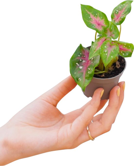Caladium – Casey – Babyplantje – Hoogte 10 cm