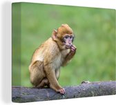 Toile de jeune singe macaque 120x80 cm - Tirage photo sur toile (Décoration murale salon / chambre) / Peintures sur toile Animaux