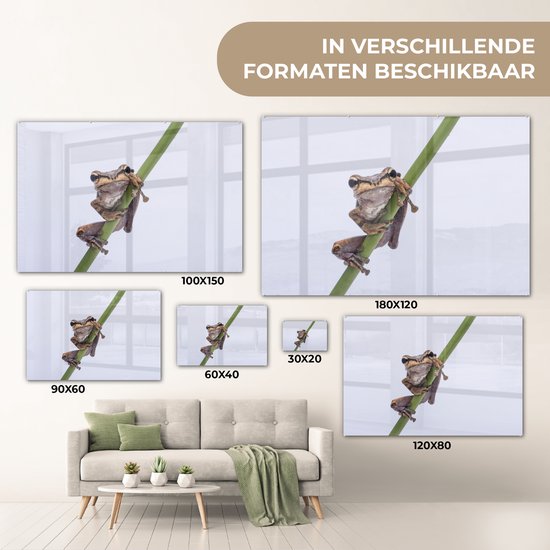 MuchoWow® Peinture sur verre 180x120 cm - Peinture sur verre acrylique - Grenouille - Branche - Grijs - Photo sur verre - Peintures