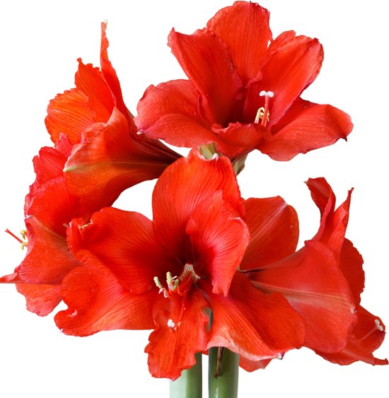 Amaryllis Papilio, 1 bol in groot formaat 20/22, exclusieve bloembollen, planten en bloemen uit Nederland, echte Hippeastrum bollen (geen zaden, niet in was en niet kunstmatig