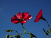 MRS Seeds & Mixtures Rood vlas 'Bright Eyes' - linum grandiflorum – groeihoogte: tot 40 cm – eenjarige bloemen – witte kroonbloem en rood bloemhart
