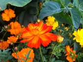 MRS Seeds & Mixtures Cosmea gemengd 'Ladybird' - Cosmos sulphureus – groeihoogte: 30 cm – eenjarige bloemen – uitstekende snijbloemen – kleurrijke zomerbloemen