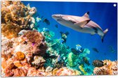 Tuinposter – Koraal - Vissen - Onderwater - Oceaan - Haai - 90x60 cm Foto op Tuinposter (wanddecoratie voor buiten en binnen)