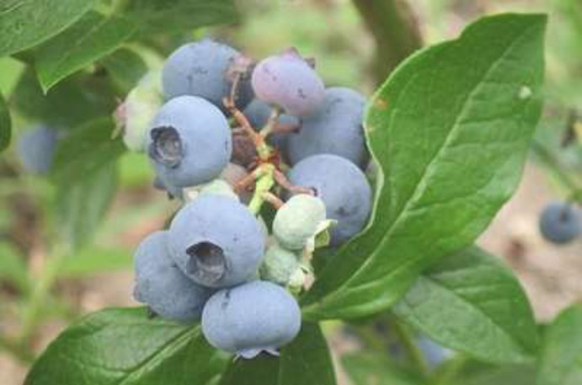 Vaccinium cor. 'Patriot' - Blauwe bes 30-40 cm in pot