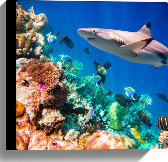 Canvas - Koraal - Vissen - Onderwater - Oceaan - Haai - 30x30 cm Foto op Canvas Schilderij (Wanddecoratie op Canvas)