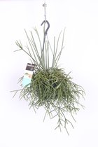Goed & Groen - Rhipsalis pilocarpa - ↨ 30cm - Potmaat 17 - Exclusieve Kwaliteit Planten - Kamer Plant - Kamerplanten - Sfeer - Interieur