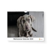 XL 2024 Kalender - Jaarkalender - Weimaraner