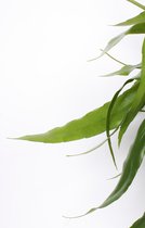 Goed & Groen - Epiphyllum pumilum - ↨ 30cm - Potmaat 17 - Exclusieve Kwaliteit Planten - Kamer Plant - Kamerplanten - Sfeer - Interieur