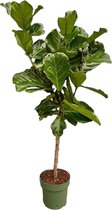 Trendyplants - Ficus Lyrata op stam - Tabaksplant - Kamerplant - Hoogte 150-170 cm - Potmaat Ø27cm