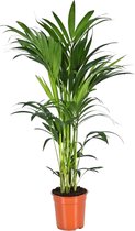 Trendyplants - Kentia palm - Howea Forsteriana - Kamerplant - Hoogte 150-170 cm - Potmaat Ø24cm