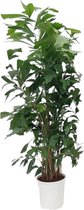 Trendyplants - Caryota Mitis - Visstaartpalm - Kamerplant - Hoogte 160-180 cm - Potmaat Ø24cm