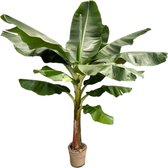 Bananenplant (Musa) - Potmaat 30cm - Hoogte 225cm