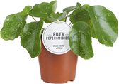 Groene plant – Pannenkoekenplant (Pilea Sugar) – Hoogte: 20 cm – van Botanicly
