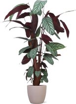 Calathea – Marantaceae (Calathea oppenheimiana) met bloempot – Hoogte: 125 cm – van Botanicly