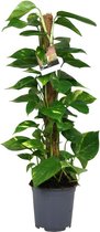 Groene plant – Epipremnum (Scindapsus Epipremnum) – Hoogte: 80 cm – van Botanicly
