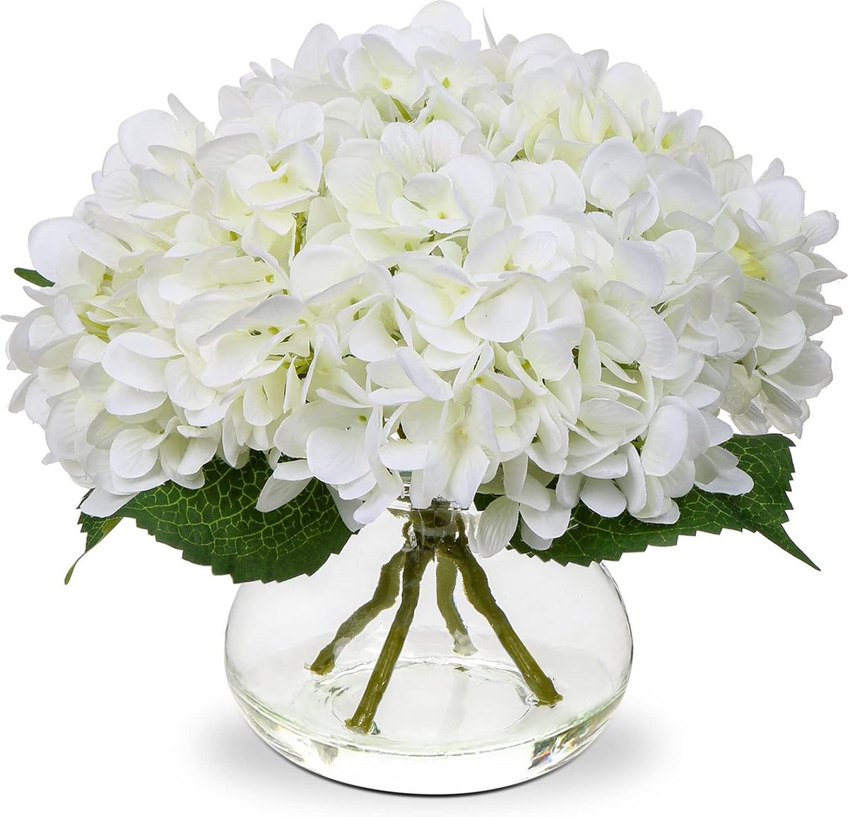 White Hortensia Bloemen in De Tuin Stock Foto - Image of hortensie, bloemen: 165342342