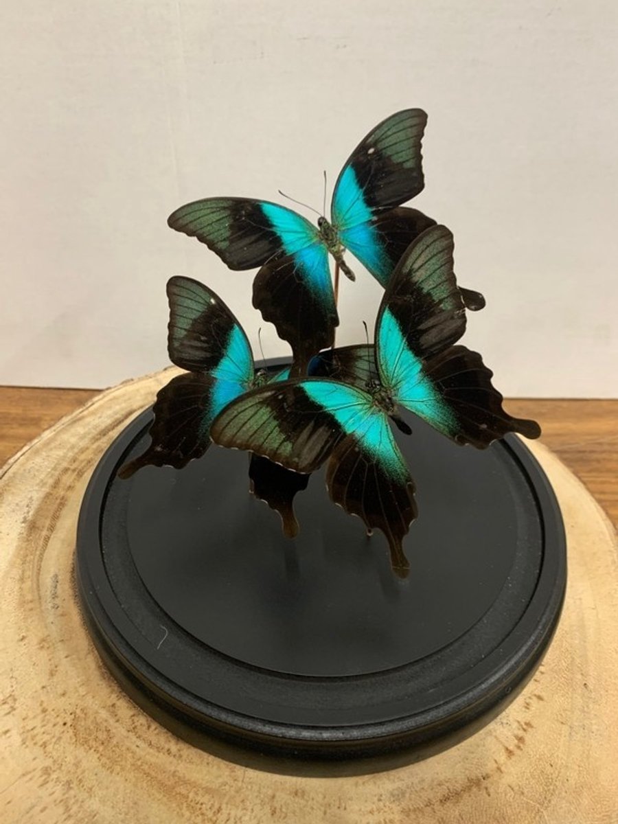 Stolp met Papilio Peranthus (3)