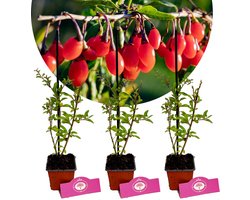 Set van 3 Goji bessen - Lycium Barbarum - Boksdoorn - Hoogte 30cm - 9cm pot