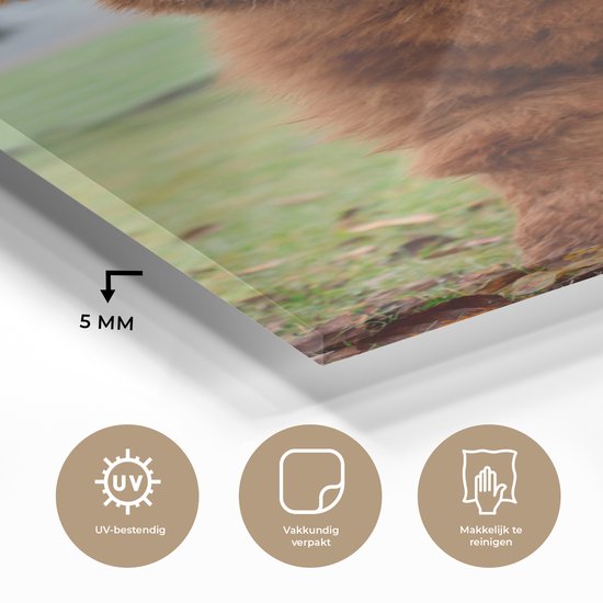MuchoWow® Peinture sur verre 80x160 cm - Peinture sur verre acrylique - Highlander écossais - Veau - Herbe - Photo sur verre - Peintures