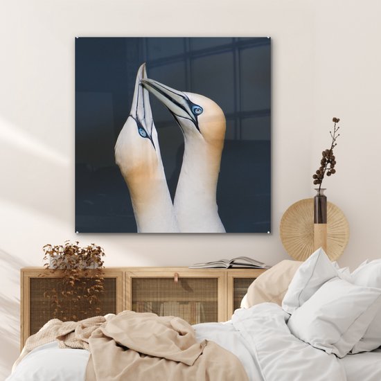 Couple de Fous de Bassan Plexiglas 90x90 cm - Tirage Photo sur Glas (Décoration murale Plexiglas)