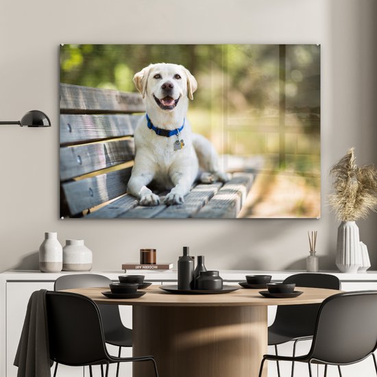 Labrador Retriever sur un banc Verre 120x80 cm - Tirage photo sur verre (Décoration murale en plexiglas)