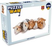 Puzzel Vijf cavia's - Legpuzzel - Puzzel 1000 stukjes volwassenen