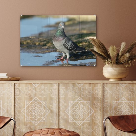 Pigeon rocheux dans l'eau Plexiglas 60x40 cm - Tirage photo sur Glas (décoration murale en plexiglas)