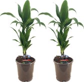 Plant in a Box - Dracaena Deremensis Janet Craig - groene kamerplant - Gemakkelijk te verzorgen - Donkergroene bladeren - Pot 17cm - Hoogte 60-70cm