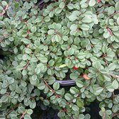 24 x Dwergmispel 'Streibs Findling' - Cotoneaster procumbens 'Streibs Findling' pot 9x9cm, voor 3m² : Een bodembedekker met glanzend wintergroen blad.