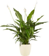 Lepelplant (Spathiphyllum Vivaldi) met bloempot – Hoogte: 70 cm – Kamerplant van Botanicly