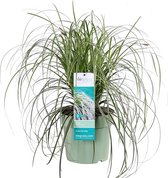 Zegge 'Feather' (Carex 'Feather Falls') – Hoogte: 45 cm – Grassen van Botanicly