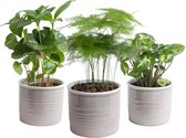 Botanicly - Trio 'Urban Jungle' van 3 planten - 25cm - Asparagus, Coffea en Syngonium Pixie in Laos keramiek (grijs)