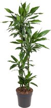 Good & Green - Dracaena Janet Lind - Dragon Blood Tree - XL -↨ 140cm - Taille du pot 27 - Plantes de qualité exclusive - Plante d'intérieur - Plantes d'intérieur - Ambiance - Intérieur