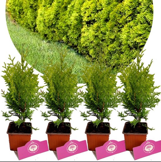 Foto: Set van 4 westerse levensboom thuja occ golden brabant hoogte 30cm 9cm pot