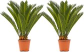 WL Plants - 2x Cycas Revoluta - Peace Palm - Sago Palm - Palm Fern - Plantes d'intérieur - Très facile d'entretien - ± 60 cm de haut - 17 cm de diamètre - En pot de culture