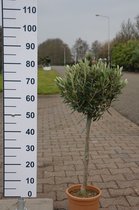 Olijfboom 80/90 cm hoog - Olea Europea - Olijfboom