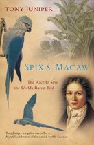 Spixs Macaw
