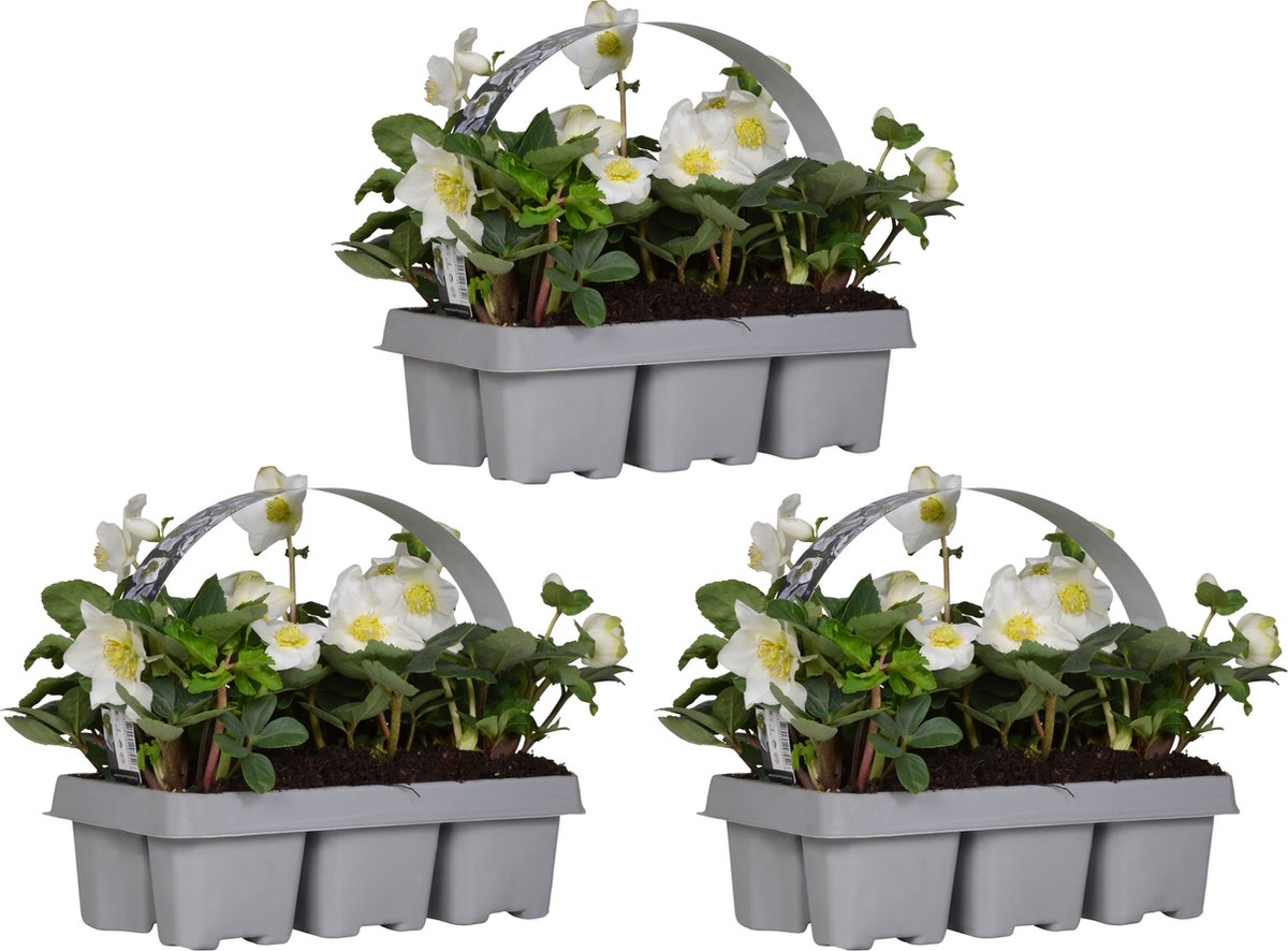 Bloomique - Set van 3 - Helleborus Niger Christmas Carol - Kerstroos - Tuinplanten - Winterhard - Winterbloeiend - Groenblijvend - Hoogte 10-20 cm - Kluit 9 cm