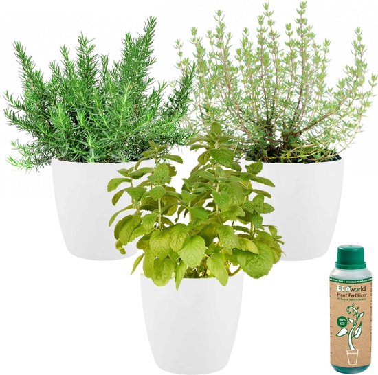 Plants d'aromatiques : en jardinière de 40 cm