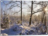Tuinposter – Landschap - Winter - Bomen - Planten - Sneeuw - Zon - 80x60 cm Foto op Tuinposter (wanddecoratie voor buiten en binnen)