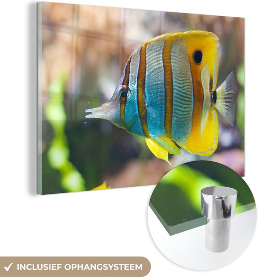 MuchoWow® Glasschilderij 60x40 cm - Schilderij acrylglas - Vis - Water - Macro - Foto op glas - Schilderijen