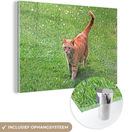 Tomcat rouge dans l'herbe Glas 30x20 cm - petit - Tirage photo sur Glas (Décoration murale en plexiglas)