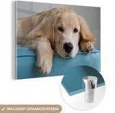 A couché Golden Retriever Plexiglass 30x20 cm - petit - Tirage photo sur Glas (décoration murale en plexiglas)
