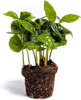 Coffea Arabica | Koffieplant | Terrariumplant | Ø6 - 15 cm